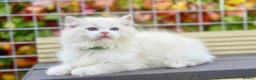 Ragdoll cats for sale: READY TO GO 1 left  (£900) available(TIMEWASTERS)  - Advert 6