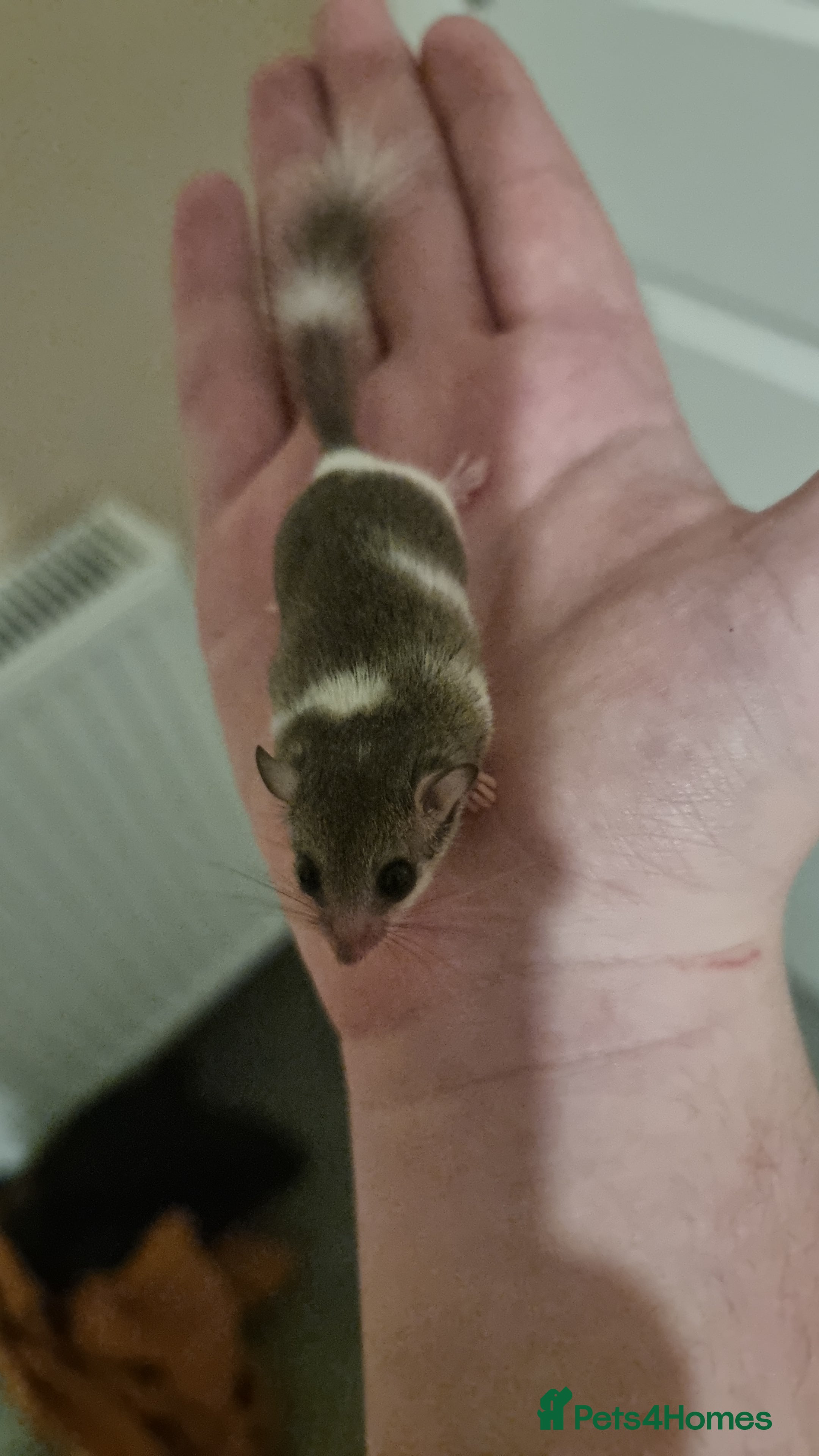 Mouse rodents Pied African Pygmy Dormice  - Advert 8