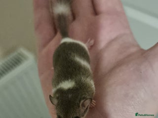 Mouse rodents Pied African Pygmy Dormice - Advert 3