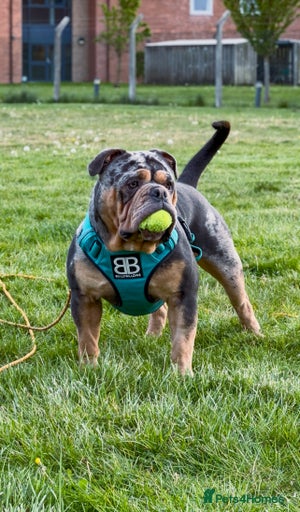 Gallery Image {{count}}