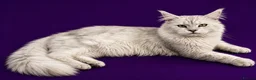 Maine Coon cats for stud: Russian Imported Pedigree Maine Coon Stud in Stafford - Advert 5
