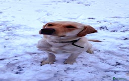 Labrador Retriever dogs for stud: Goldador for stud - Image 2