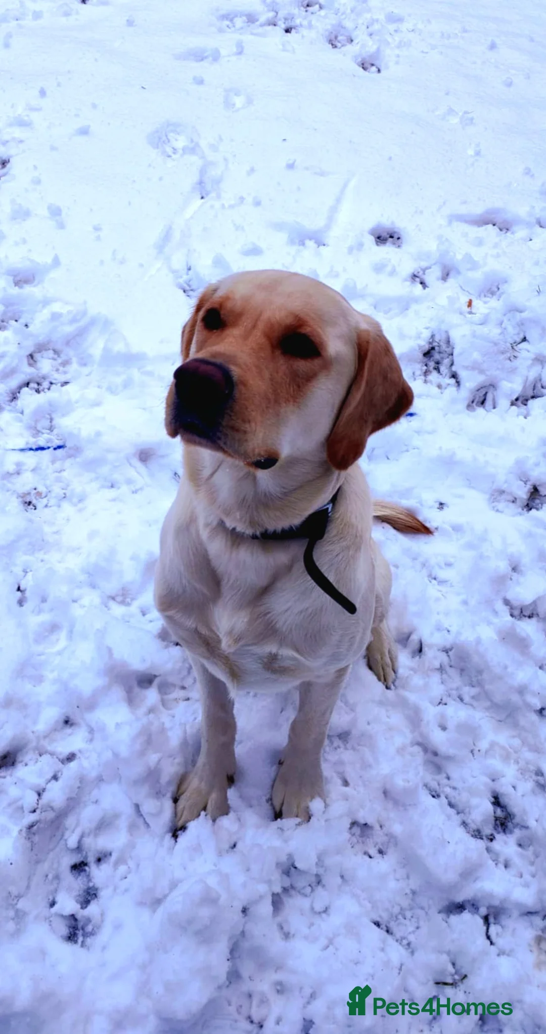 Labrador Retriever dogs for stud: Goldador for stud - Advert 3