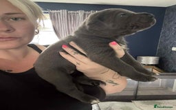 Cane Corso dogs for sale: Beautiful cane corso puppies  - Image 11