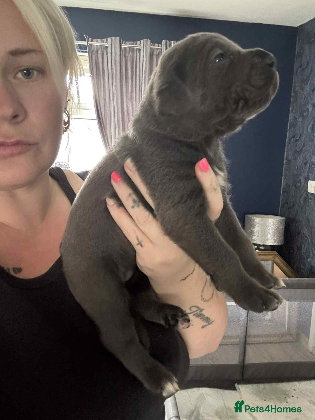 Cane Corso dogs for sale: Beautiful cane corso puppies  - Image 11