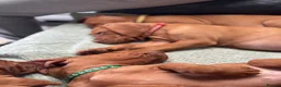 Hungarian Vizsla dogs for sale: Gorgeous Hungarian Vizsla puppies  - Advert 14