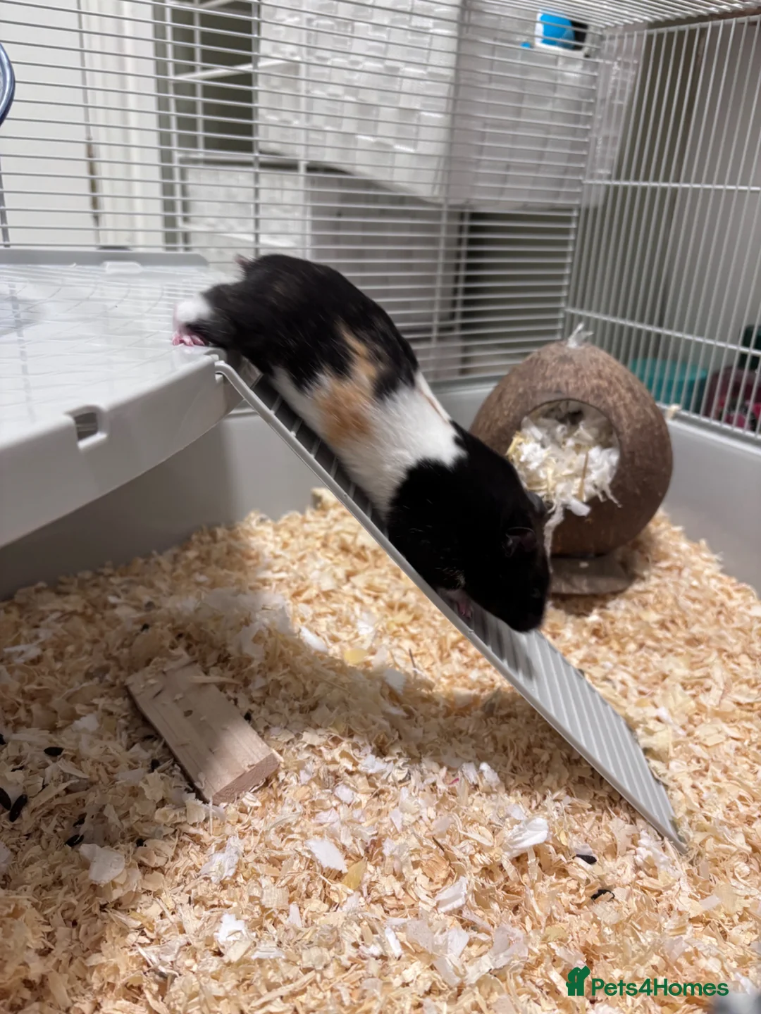 Hamster rodents for sale: Syrian Hamster in Preston - Advert 5