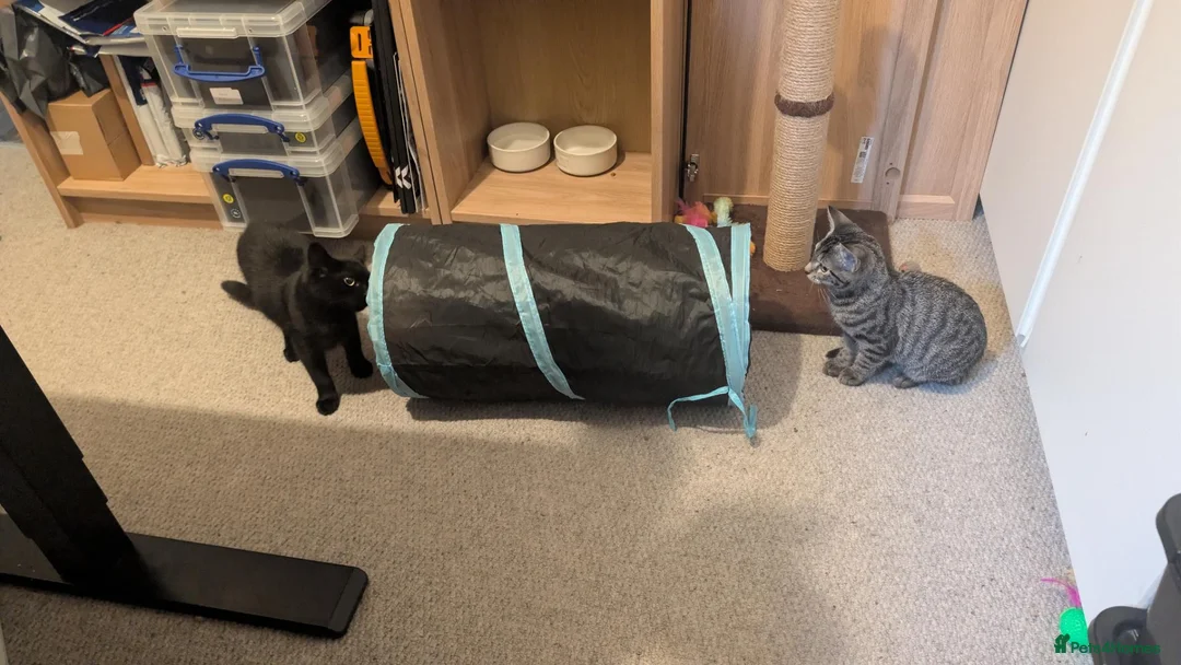 British Shorthair cats for sale: Mother and Son looking for home in London - Advert 8