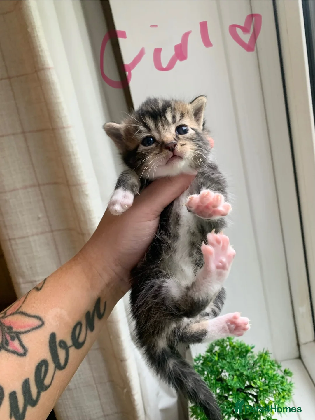 Mixed Breed cats for sale: kitten - Advert 3