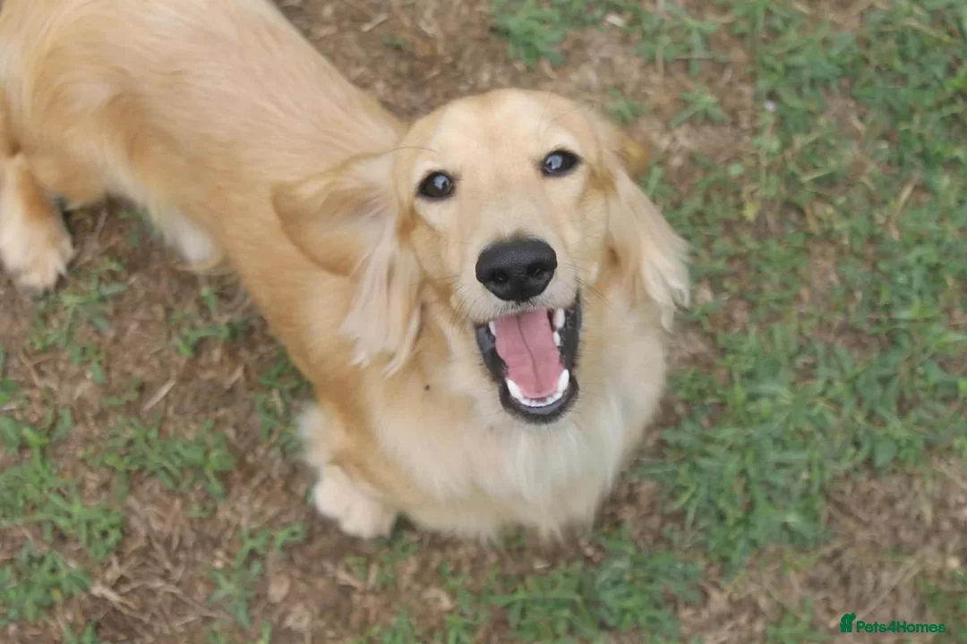 Miniature Dachshund dogs for stud:  Cream i/i long haired Miniature Dachshund  in Newton Abbot - Advert 3