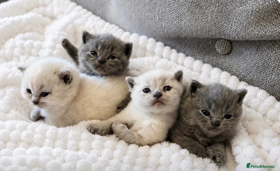 British Shorthair cats for sale: 4 Gorgeous bsh boys available 🤍 - Advert 1