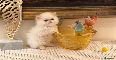 Persian cats Stunning TICA Blue Eye Persian Babies  - Advert 10