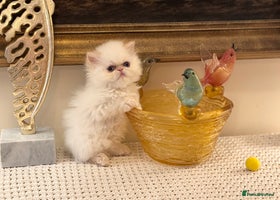 Persian cats Stunning TICA Blue Eye Persian Babies - Advert 10