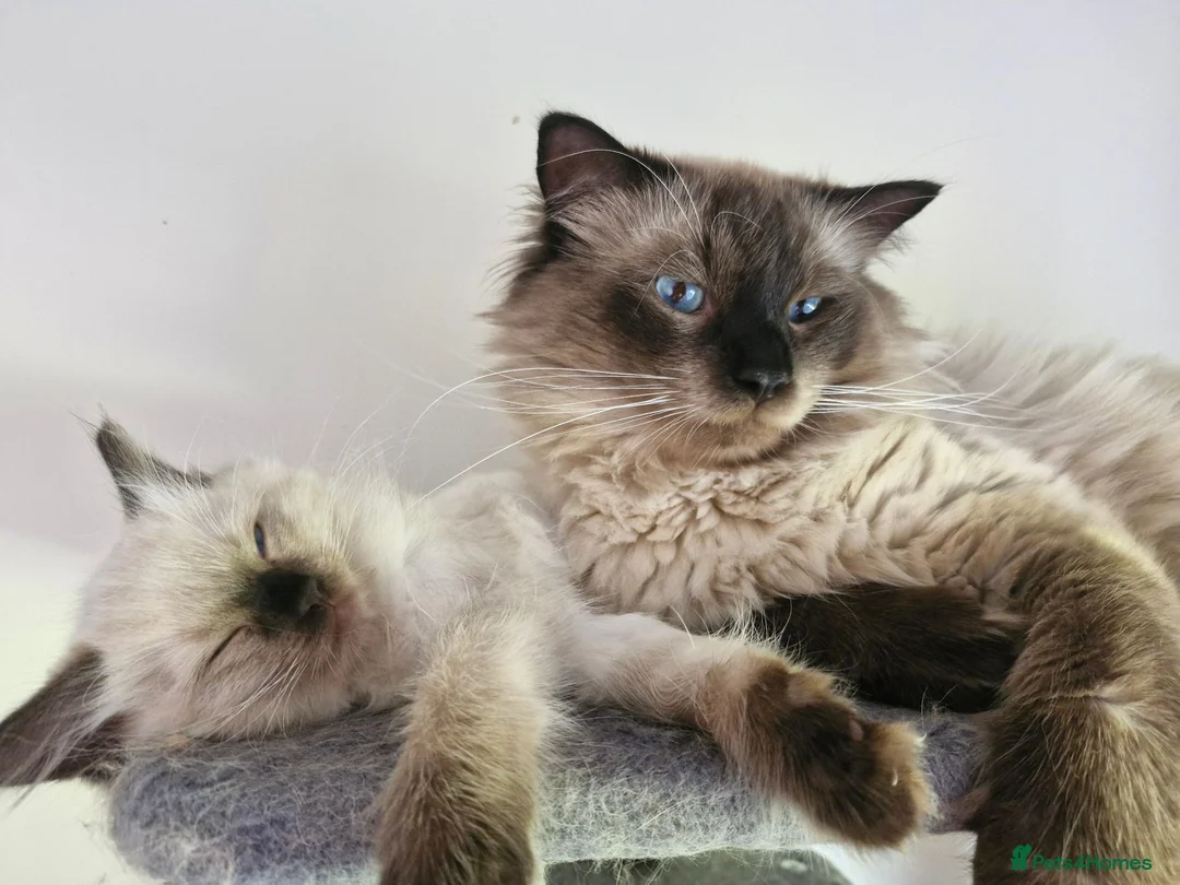 Ragdoll cats for sale:  🏡 Ready to Leave Immediately 🩵 - Advert 1