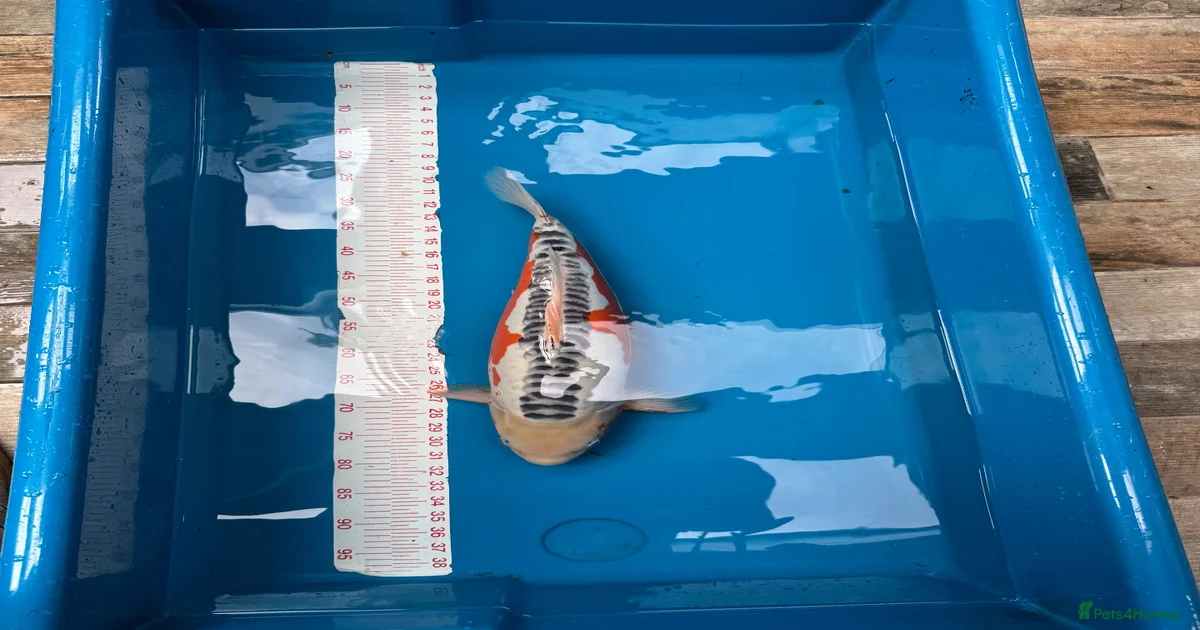 Fish Koi Carp Fish for sale | Pets4Homes