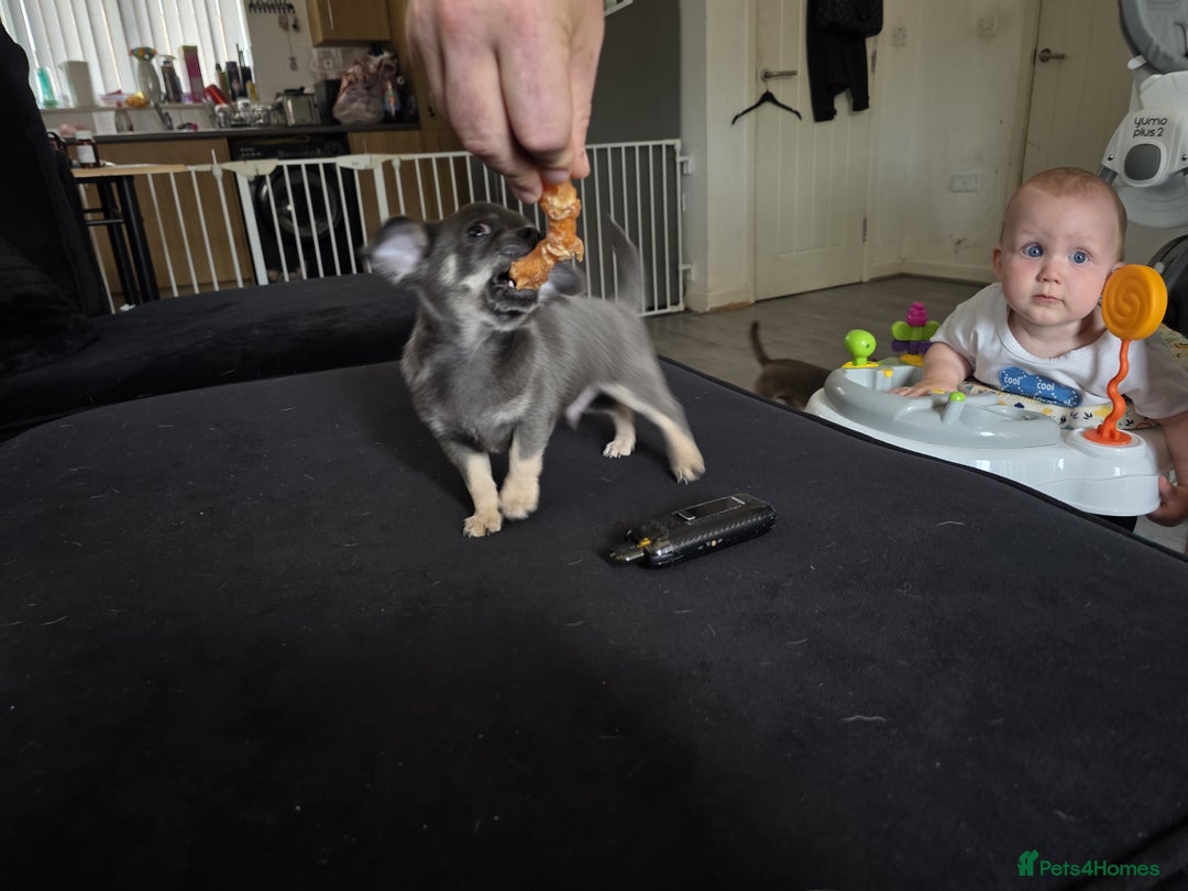 Chihuahua dogs for sale: 2 gorgeous blue & tan chihuahuas  - Image 5