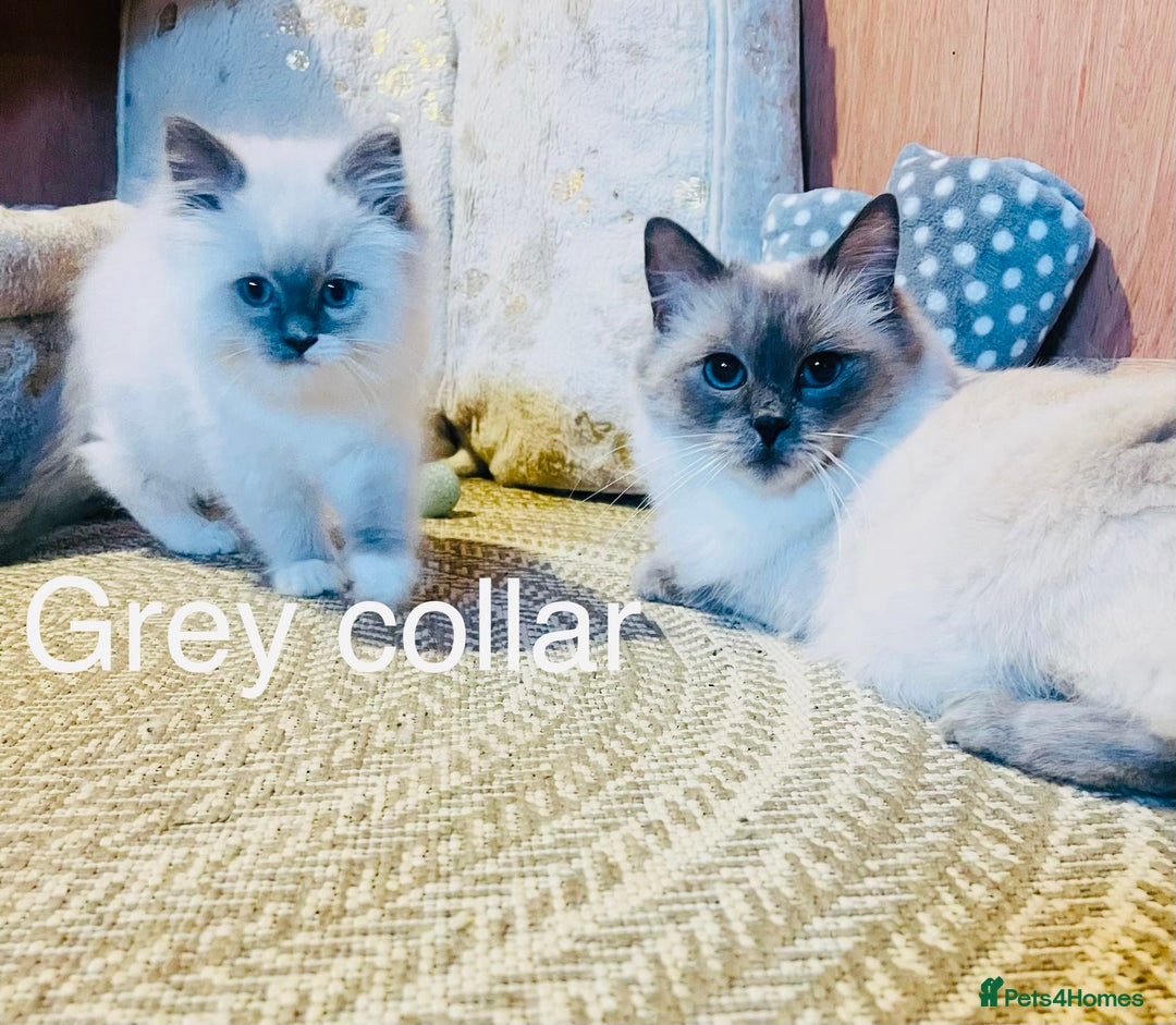 Ragdoll cats for sale: Ragdoll kittens ready 28th Jan  - Advert 11