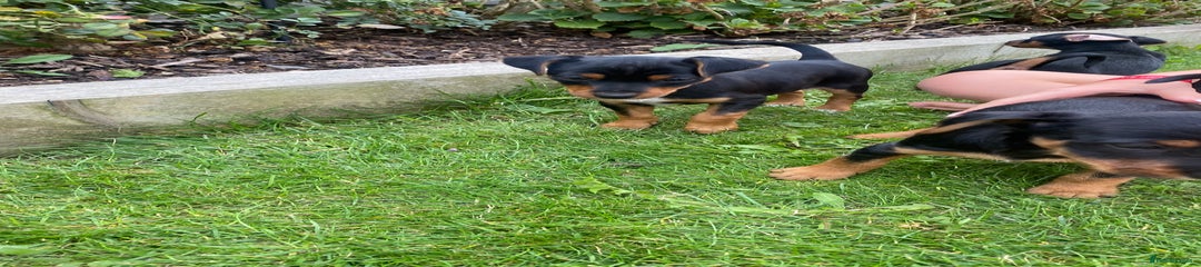 Jack Russell Puppy 3
