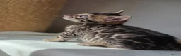 Bengal cats for sale: Gorgeous Health Tested Bengal Kittens  - Advert 19
