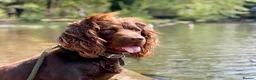 Cocker Spaniel dogs for stud: Cocker spaniel stud - Advert 3