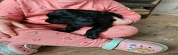 Cocker Spaniel dogs for sale: KC Cocker Spaniel-Black and Golden Boys Available in Settle - Advert 6