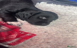 Sprocker dogs for sale: Sprocker Spaniel Puppies - Image 4