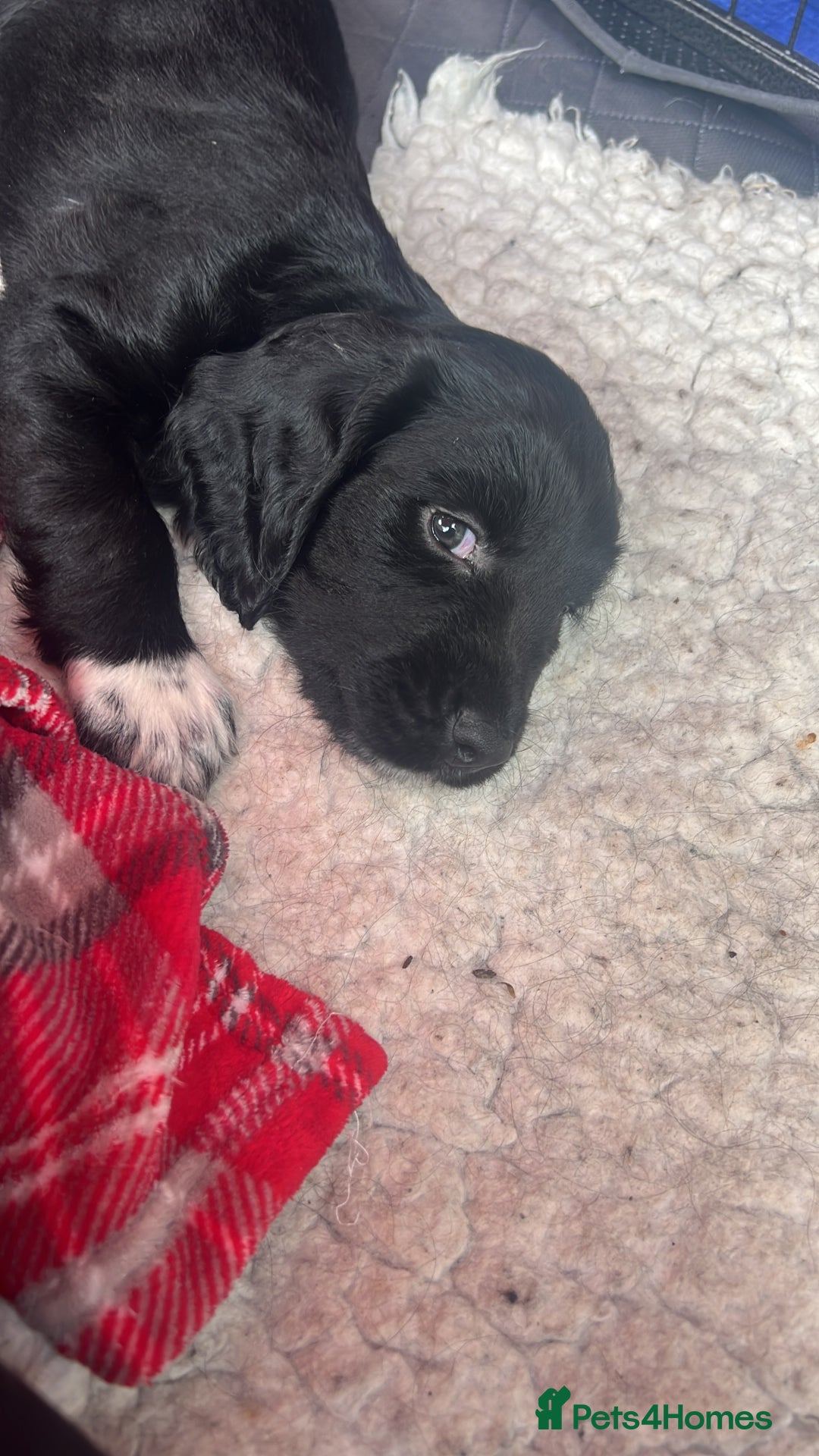 Sprocker dogs for sale: Sprocker Spaniel Puppies - Image 4
