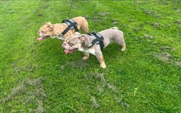 English Bulldog dogs for sale: English Bulldog Puppies - Image 11