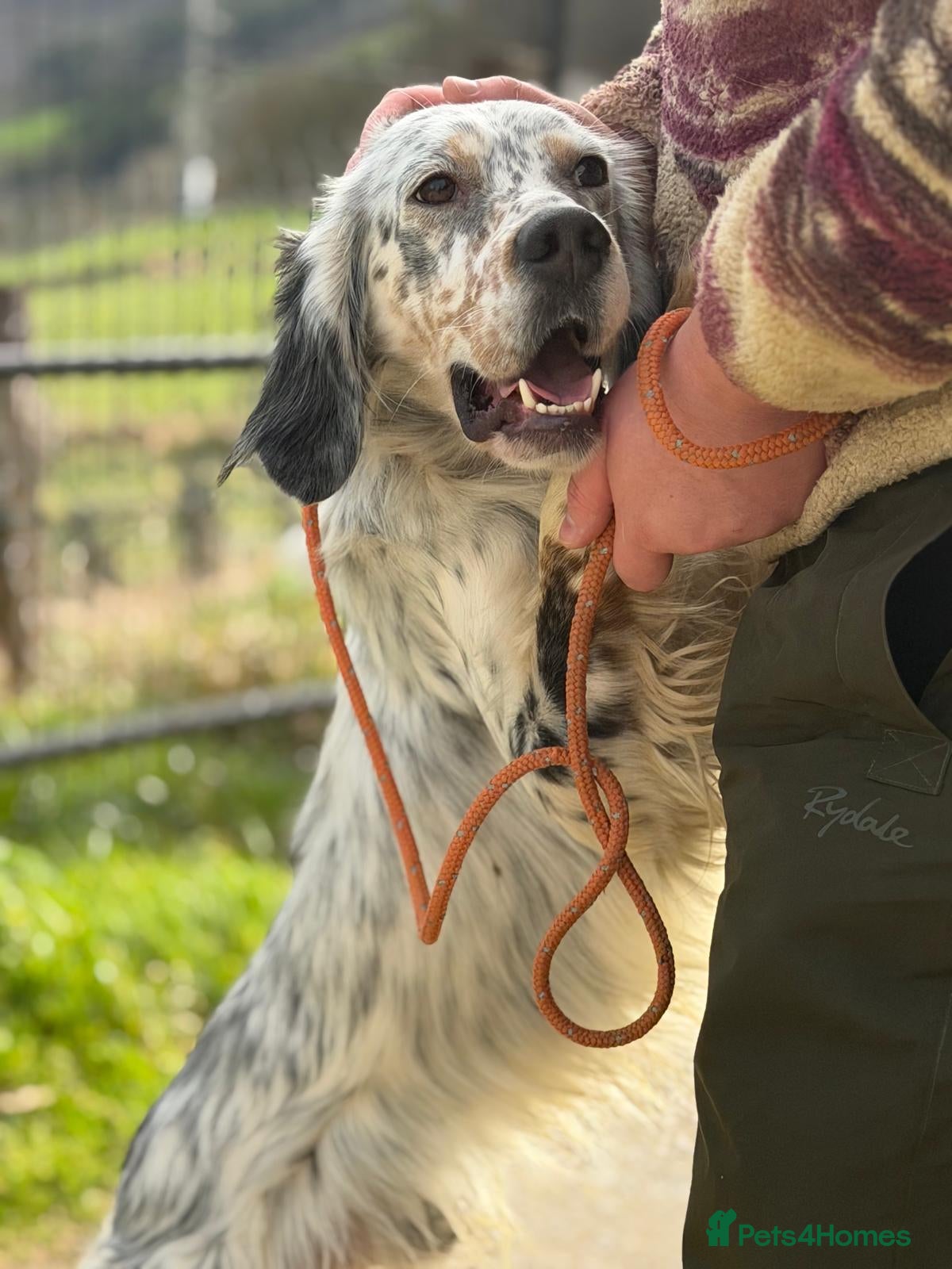 English Setter dogs Oreka - Advert 12