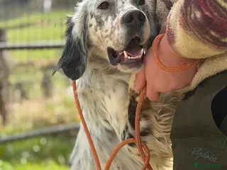 English Setter dogs Oreka - Advert 12