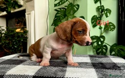Dachshund dogs for sale: Lovely purebred Dachshund❤️💚🩵 - Image 10