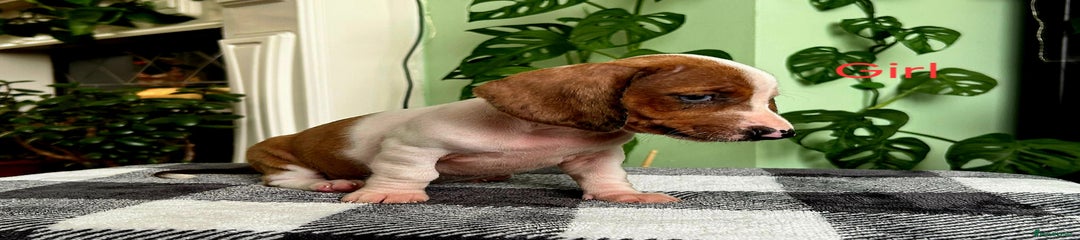 Dachshund Puppy 4