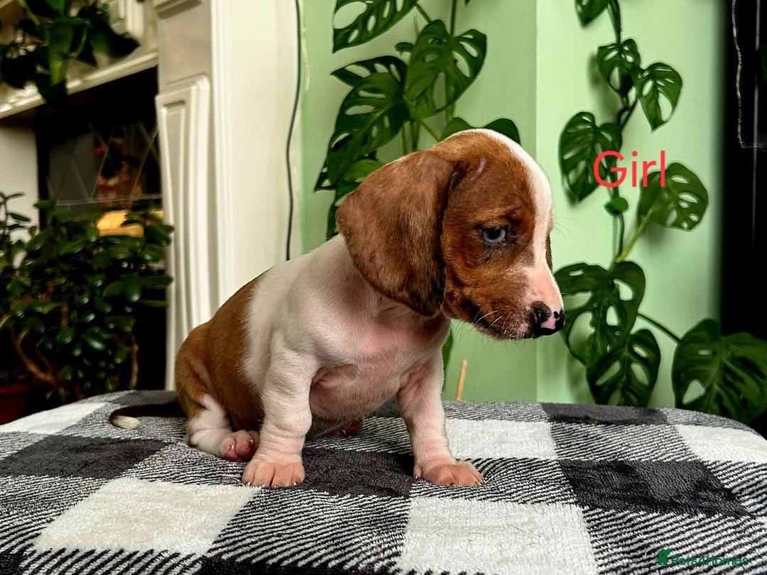 Dachshund dogs for sale: Lovely purebred Dachshund❤️💚🩵 - Image 10