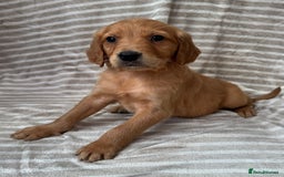 Golden Retriever dogs for sale: Ready🏡 health tested Golden Retriever babies🤍🧬 - Image 4