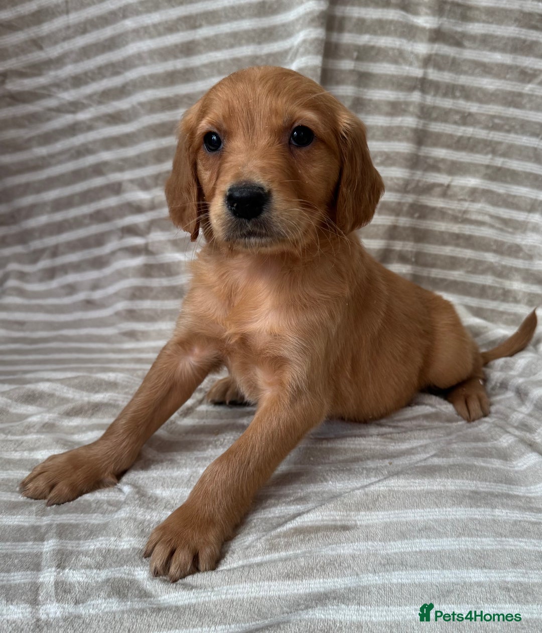 Golden Retriever dogs for sale: Ready🏡 health tested Golden Retriever babies🤍🧬 - Image 4