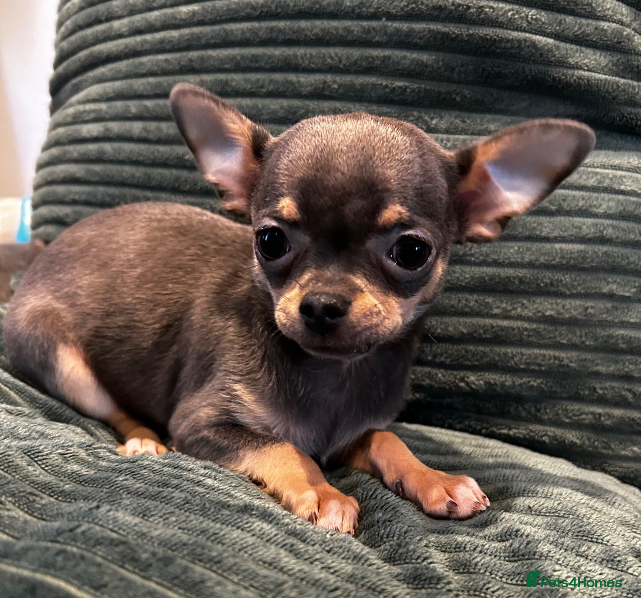 Chihuahua dogs Beautiful blue tri chihuahua puppies ready now - Advert 5