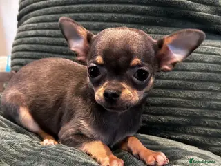 Chihuahua dogs Beautiful blue tri chihuahua puppies ready now - Advert 5