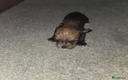 Mixed Breed dogs for sale: 4 tiny puppies - Image 7