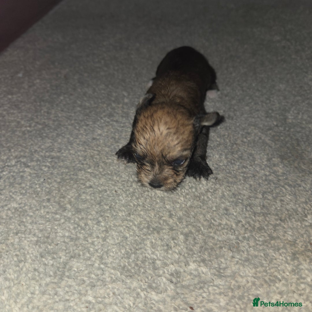 Mixed Breed dogs for sale: 4 tiny puppies - Image 7