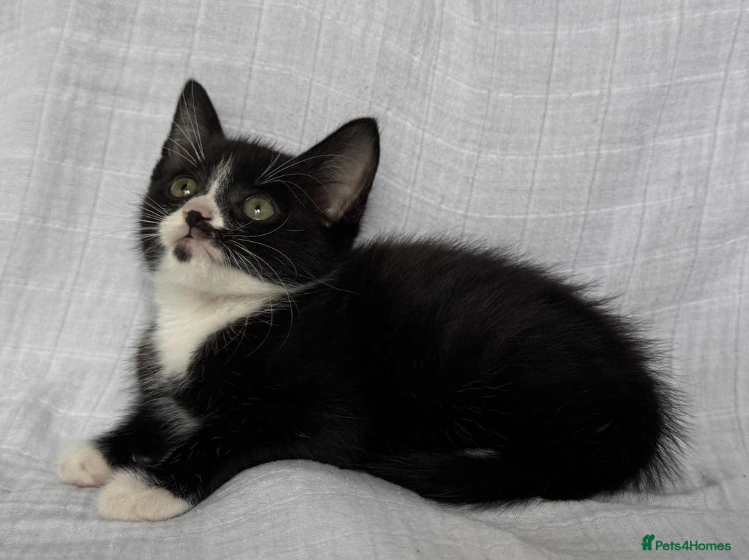 Mixed Breed cats for sale: Last black female left Turkish angora cross kitten - Image 12