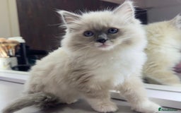 Ragdoll cats for sale: 1 year old Ragdoll boy  - Image 6