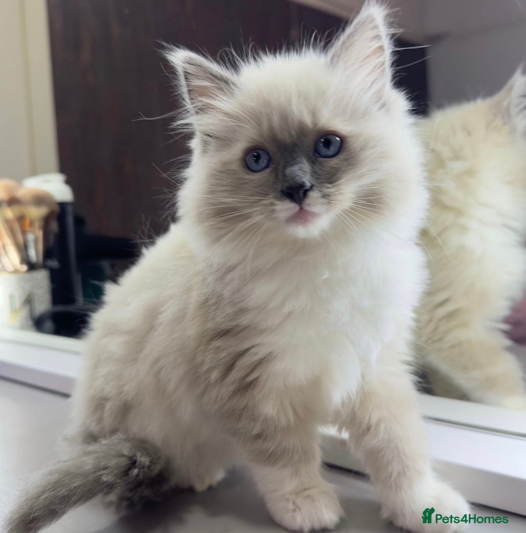 Ragdoll cats for sale: 1 year old Ragdoll boy  - Image 6