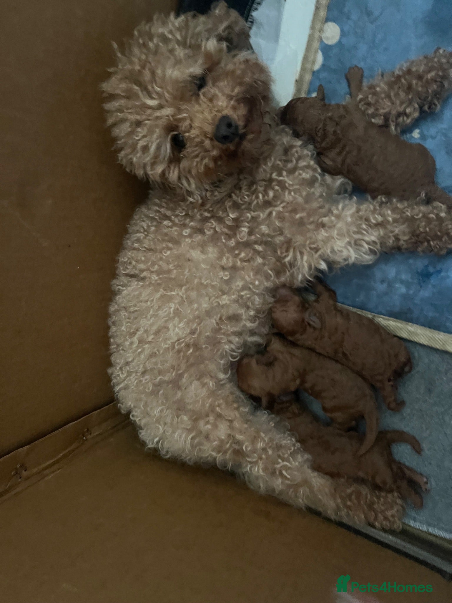 Toy Poodle dogs Fully health tested Toy poodle puppies  - Advert 1