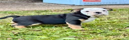 English Bulldog dogs for sale: KC Registered English Bulldog Puppies  - Advert 4