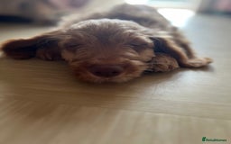 Cockapoo dogs for sale: Rare F1 apricot/ red fox DNA PRCD-PRA clear - Image 30