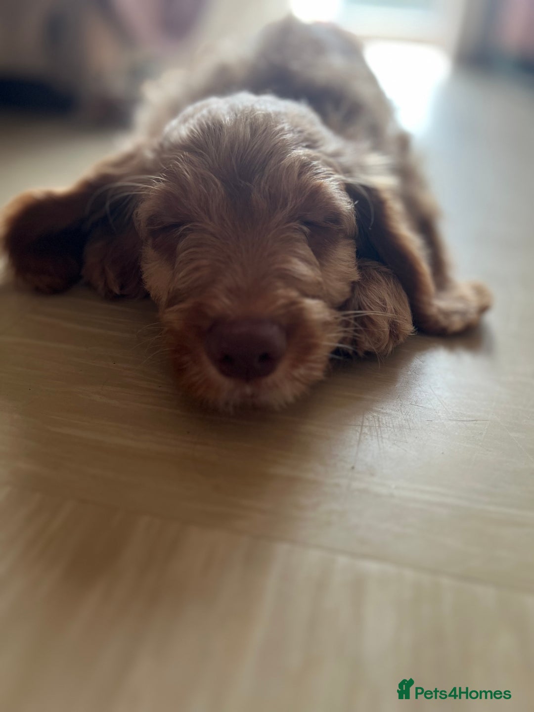 Cockapoo dogs for sale: Rare F1 apricot/ red fox DNA PRCD-PRA clear - Image 30