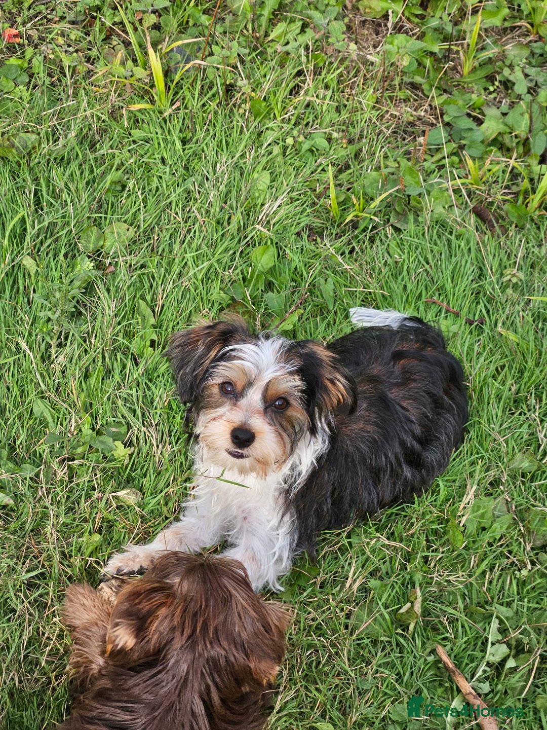 Yorkshire Terrier dogs for sale: 🤎 DNA tested parents-White Ocean Pearl boy 🤎 - Image 3