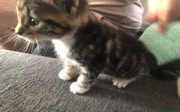 Mixed Breed cats for sale: Kittens for sale - Image 4