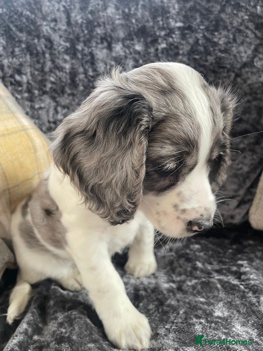 Cocker Spaniel dogs for sale: 1 Merle girl colored cocker spaniel   - Advert 4