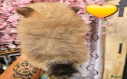 Pomeranian dogs for sale: Waaaaw #SUPERB #POMERANIAN's - Image 14